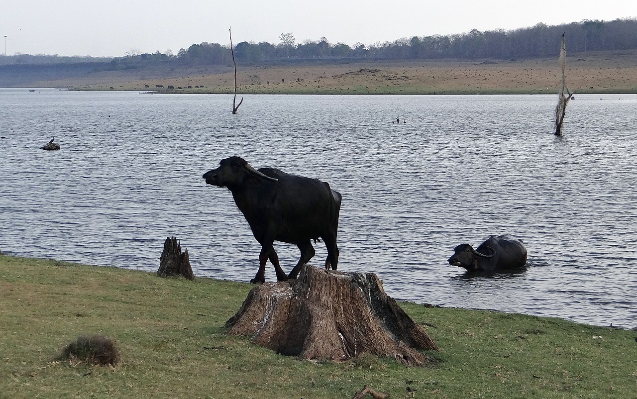 buffaloes buffalo bovine free photo