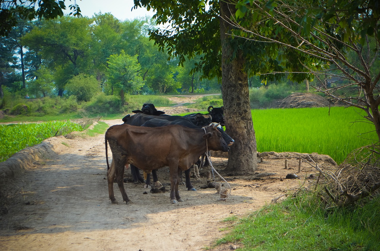 buffaloes  livestock  village free photo