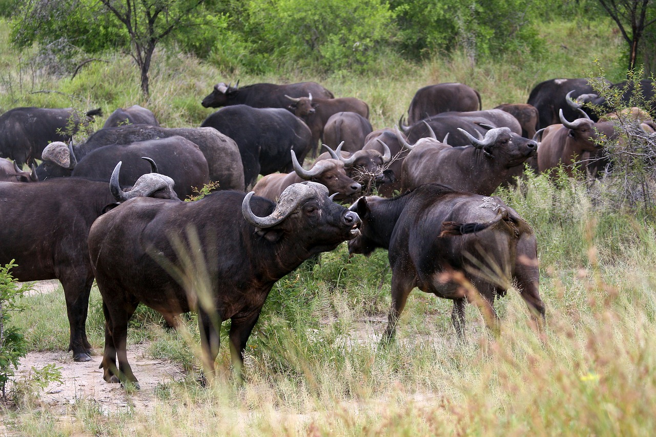 buffalos herd kruger national park free photo