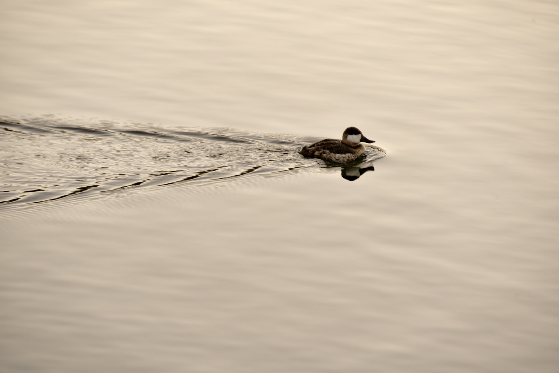 duck bufflehead white free photo