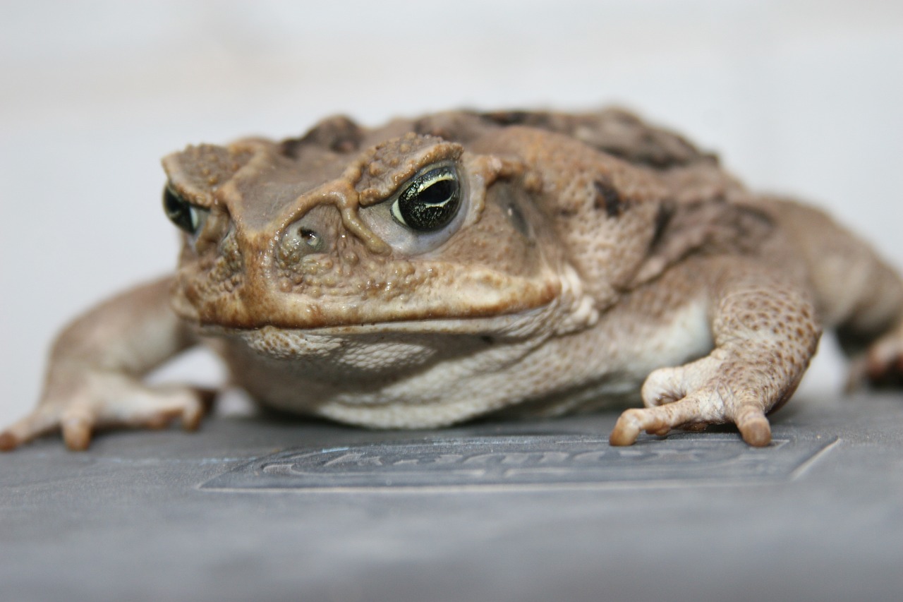 bufo toad anfic free photo
