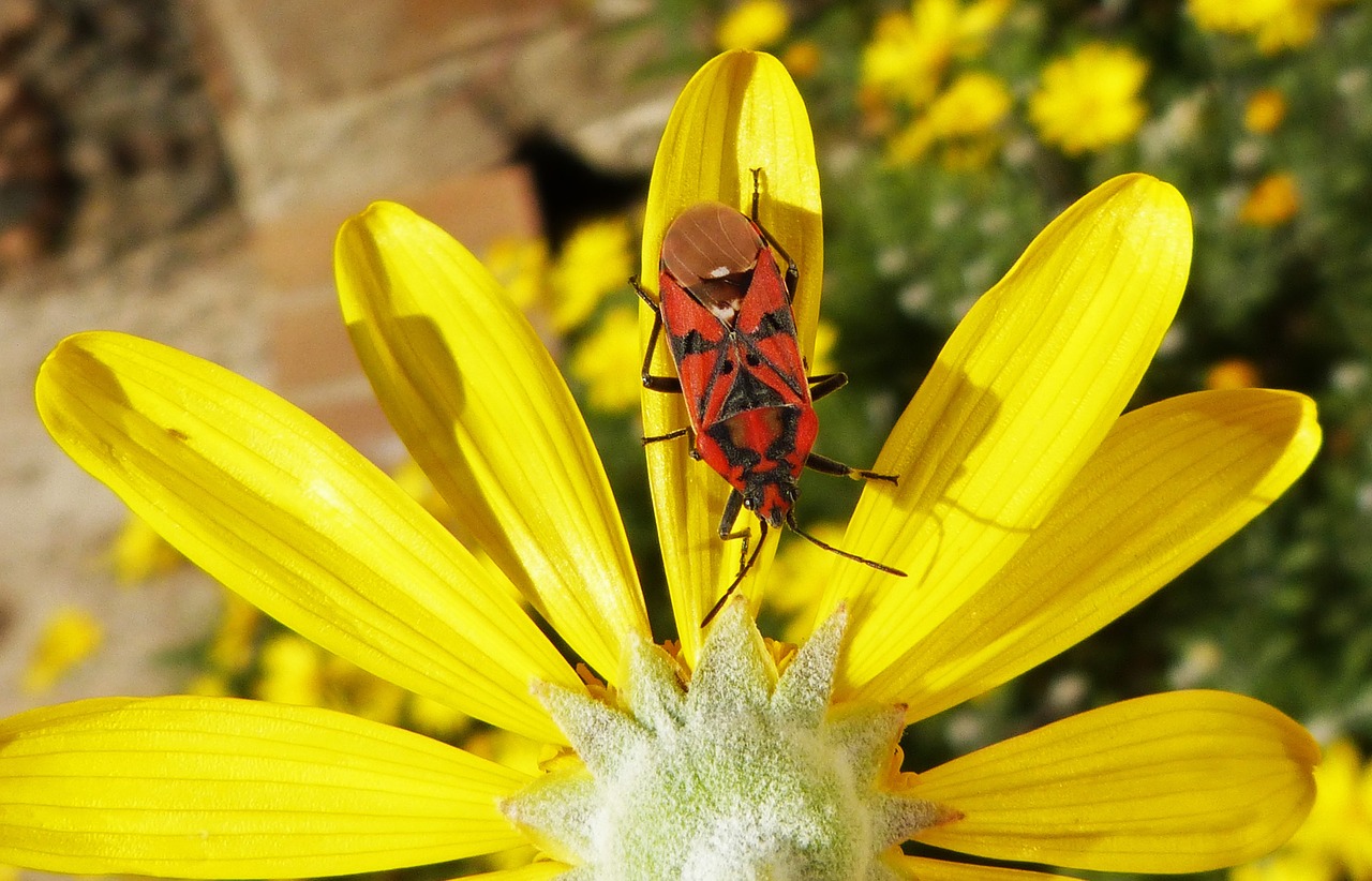 bug insect red free photo