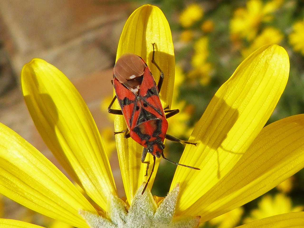 bug insect red free photo