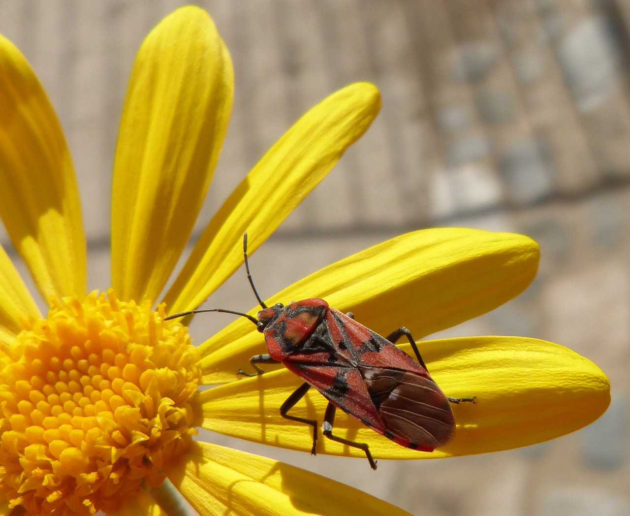 bug insect red free photo