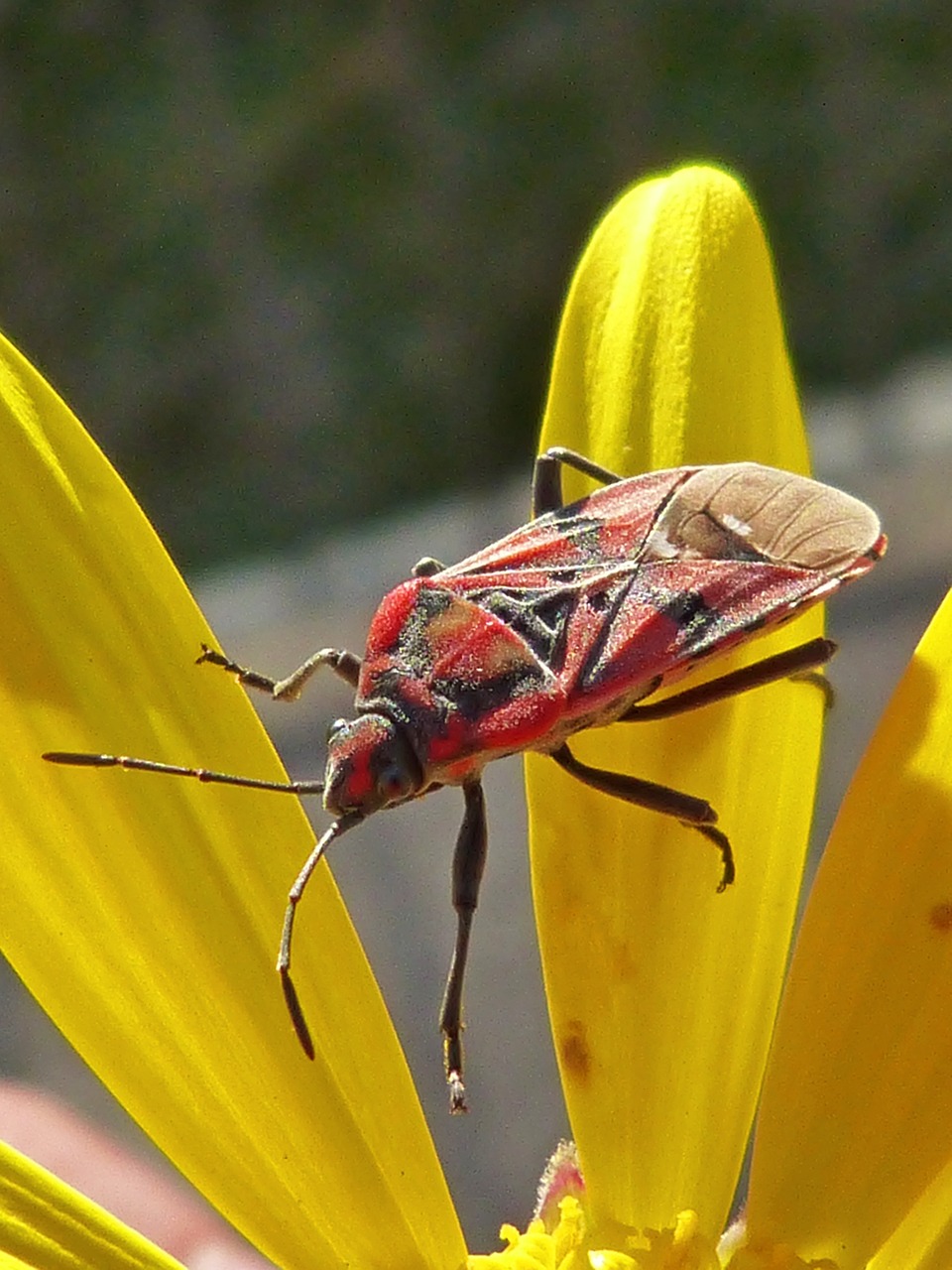 bug insect red free photo