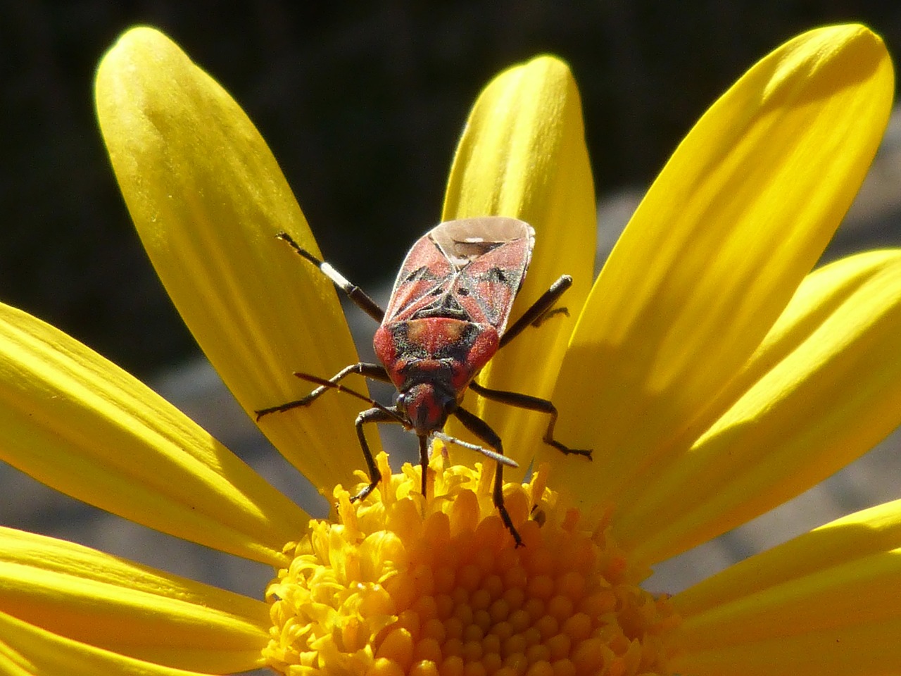 bug insect red free photo