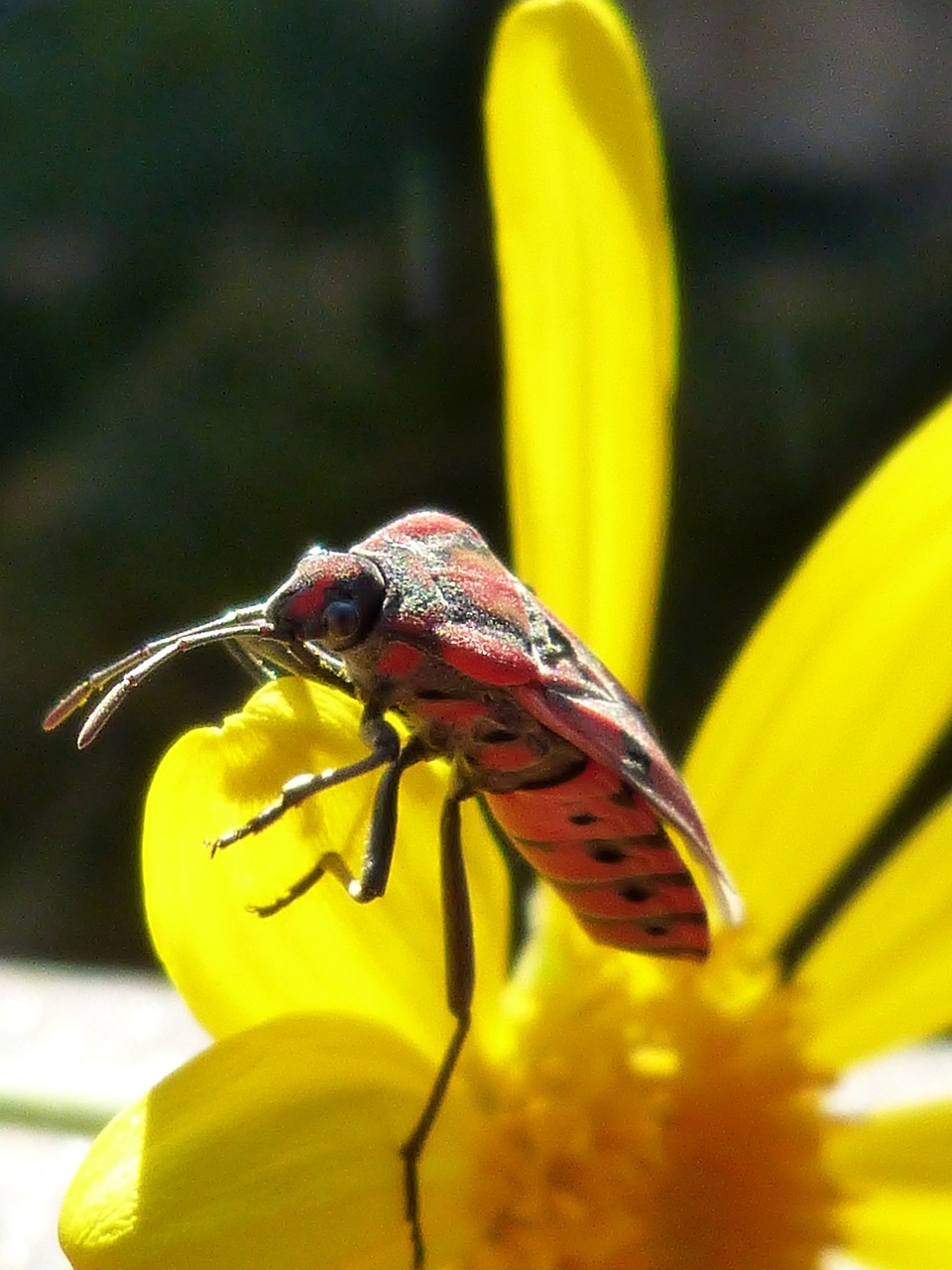 bug insect red free photo