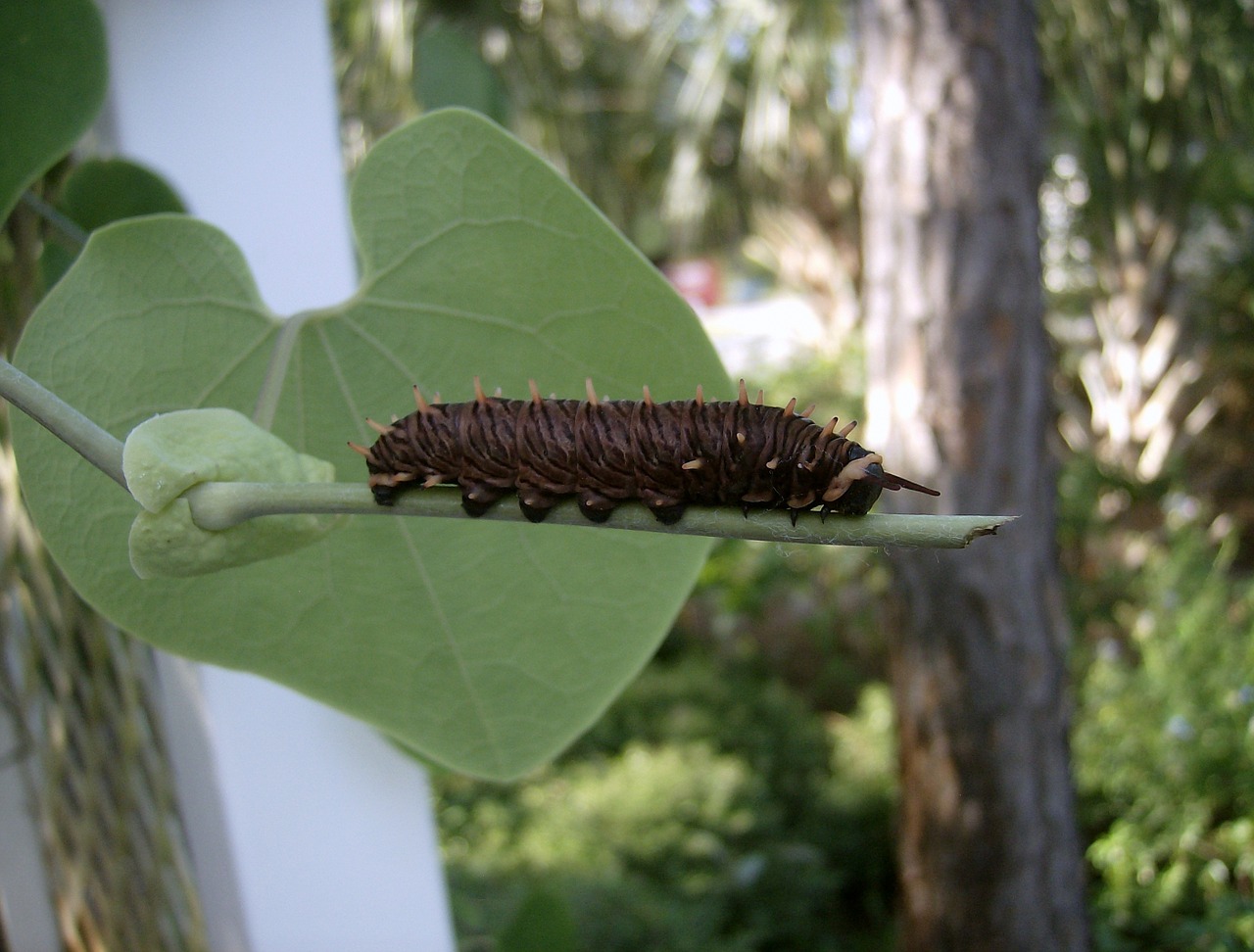 caterpillar wildlife nature free photo