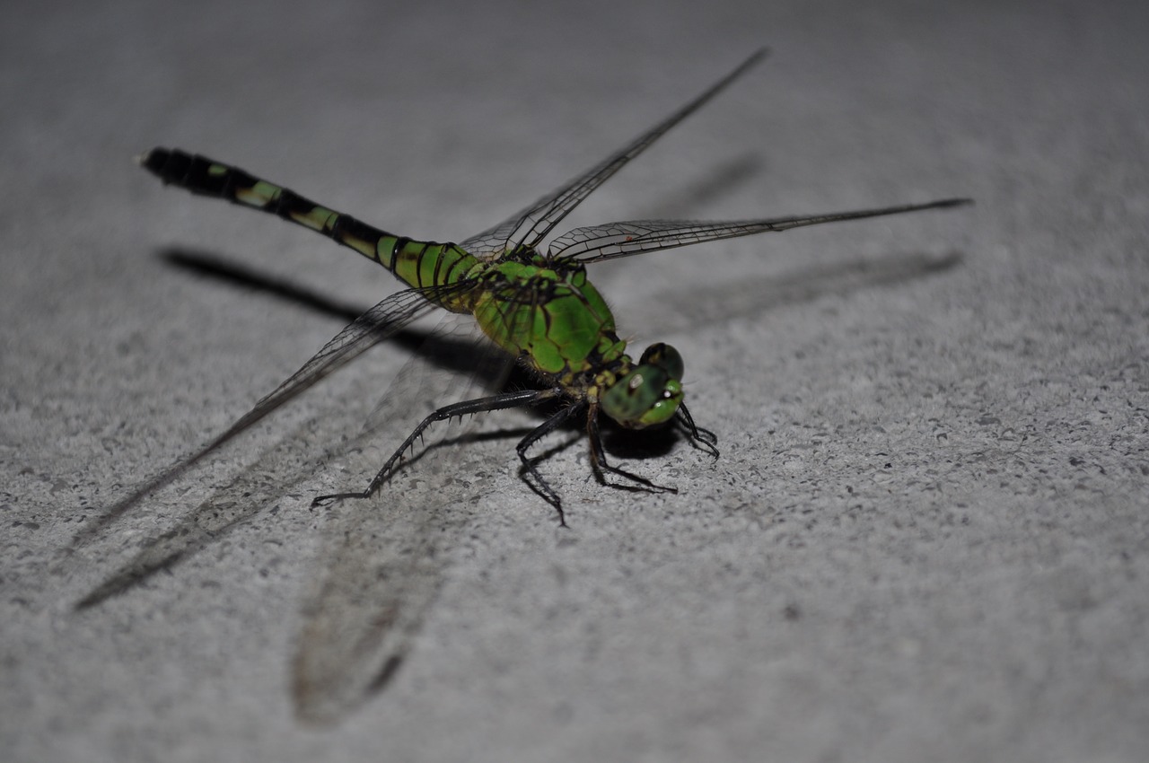 bug dragonfly insect free photo