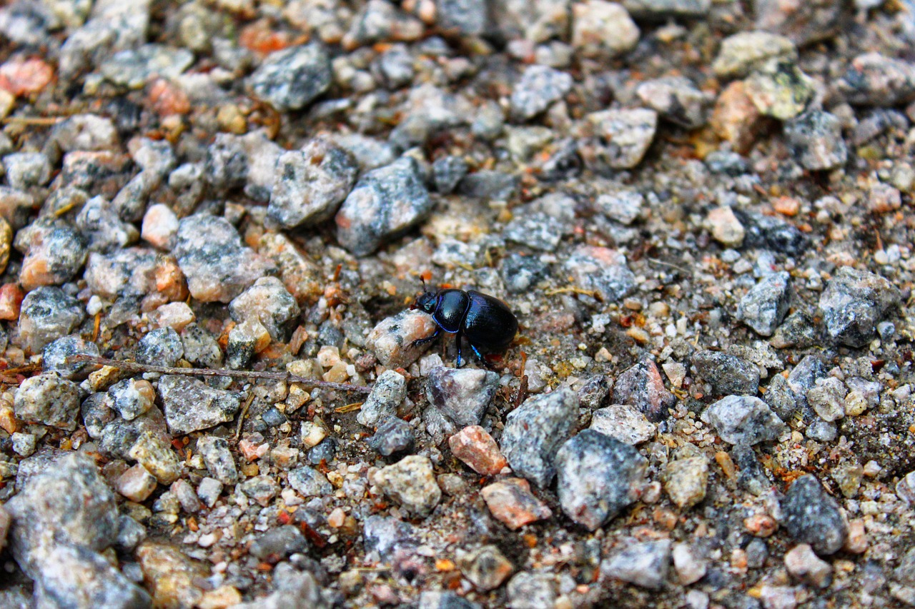 bug black bug gravel free photo