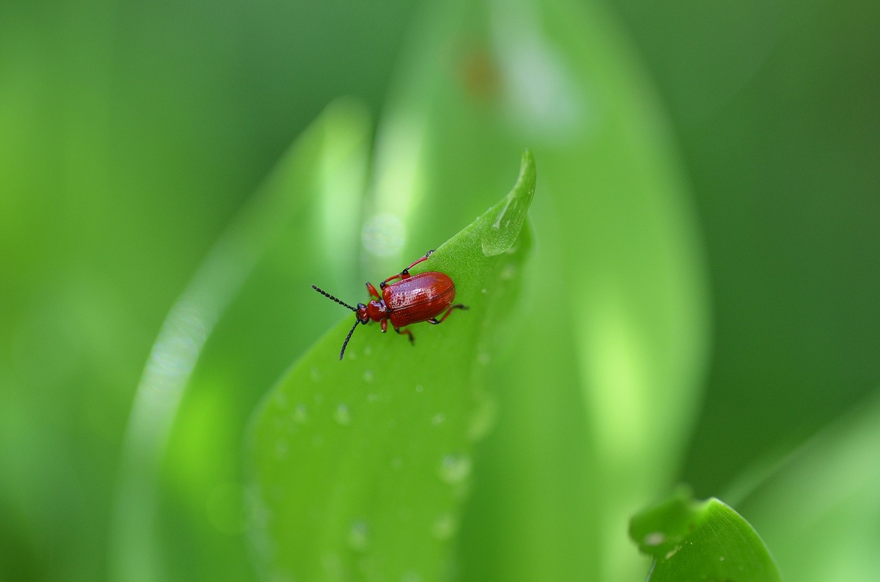 beetle lily of the valley sheet free photo