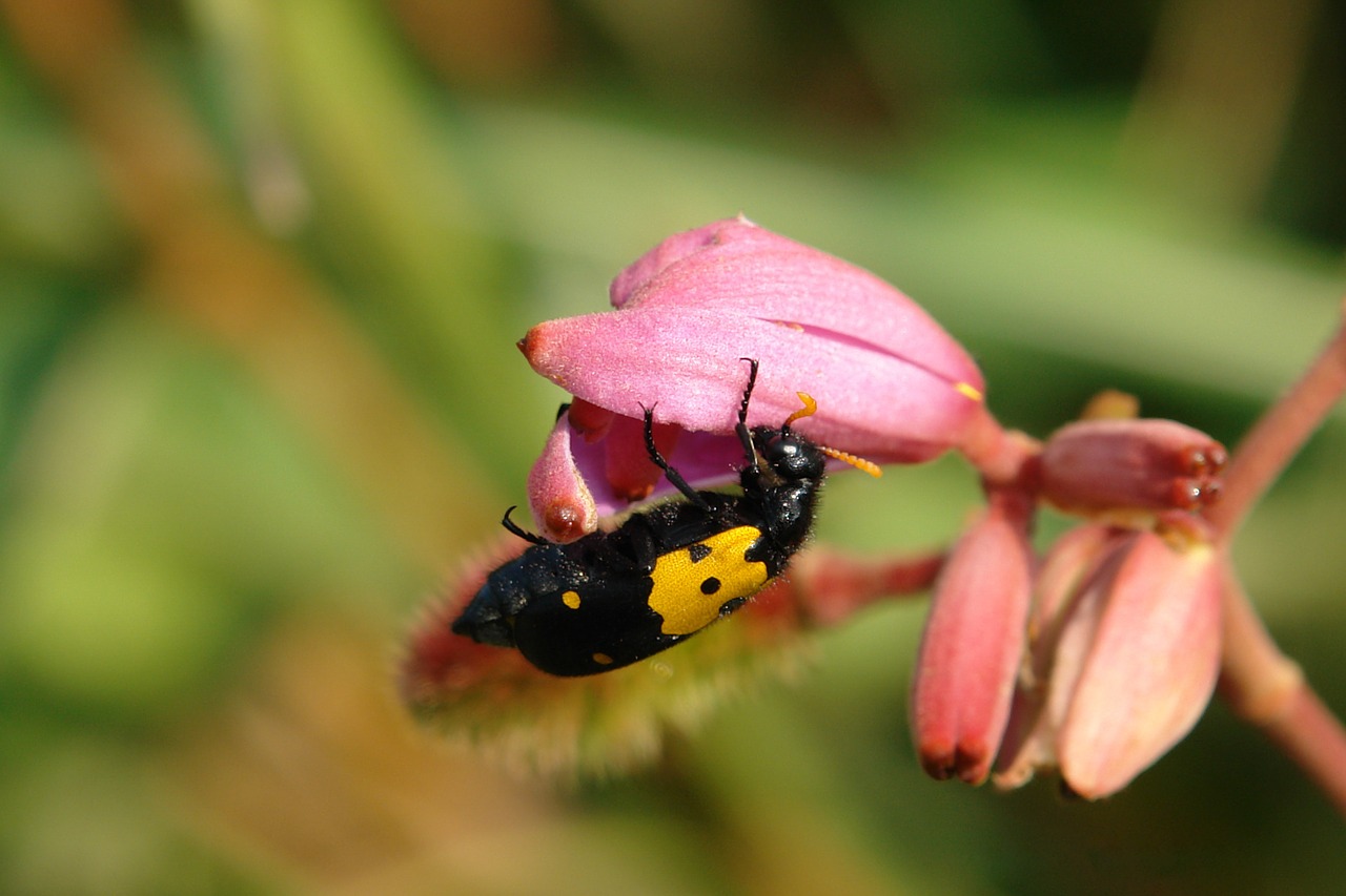 bug insect flower free photo