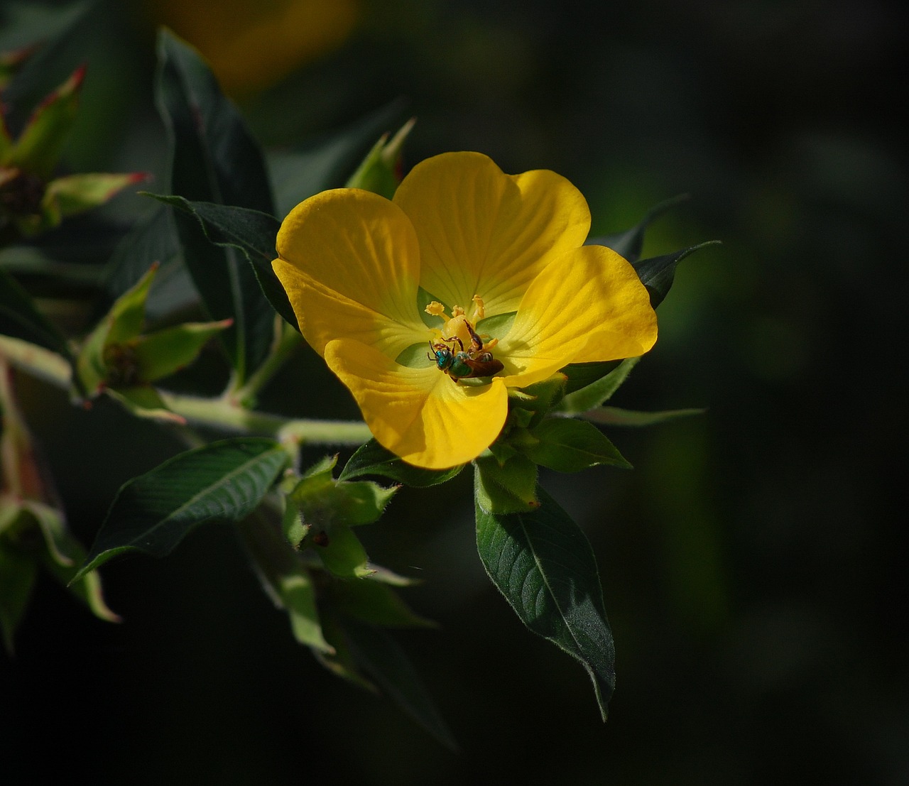 bug insect flower free photo