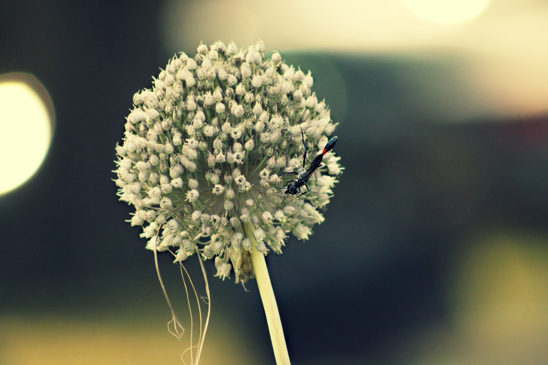 black insect plant free photo