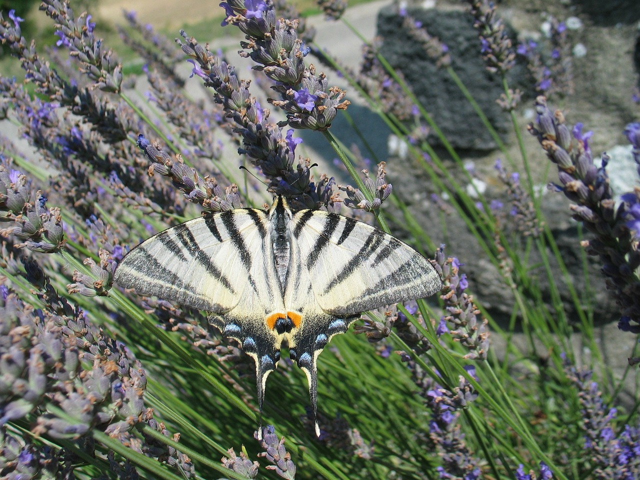 bug butterfly stripe free photo