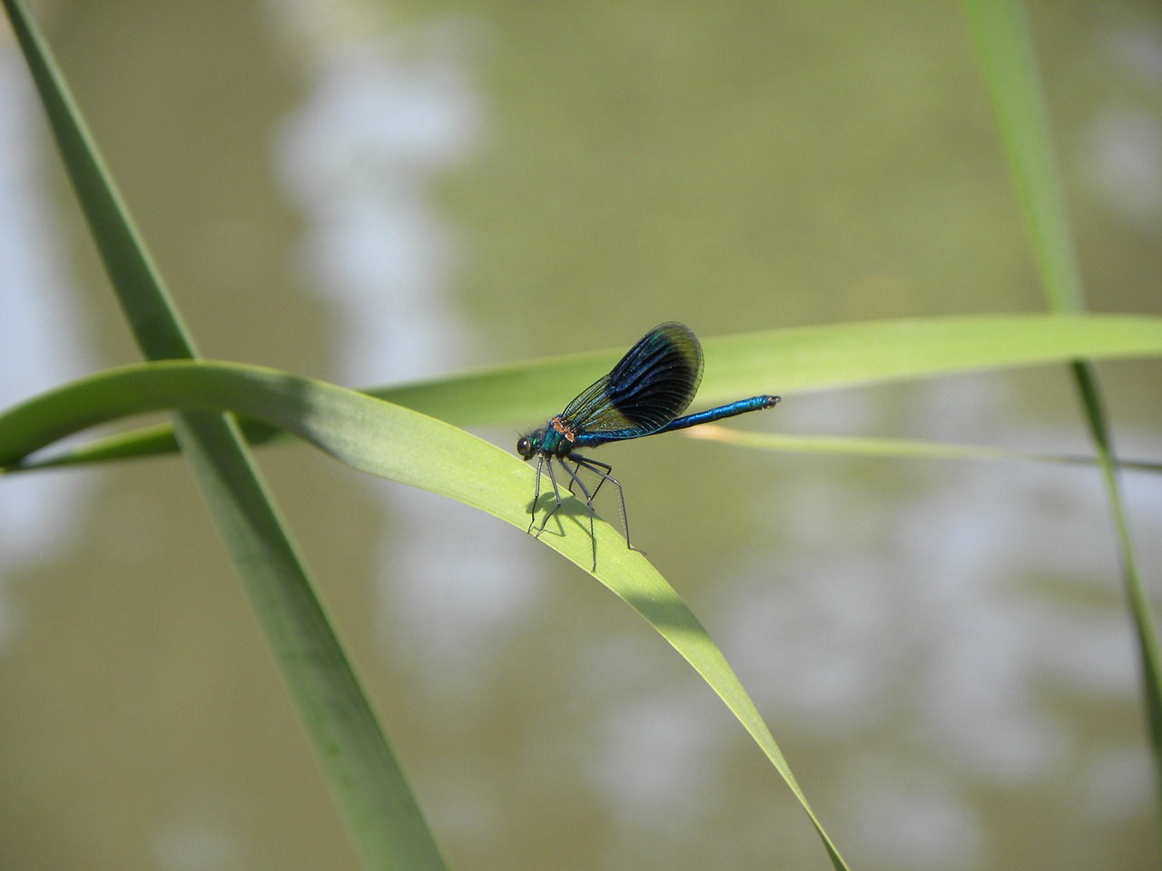 macro dragonfly summer free photo