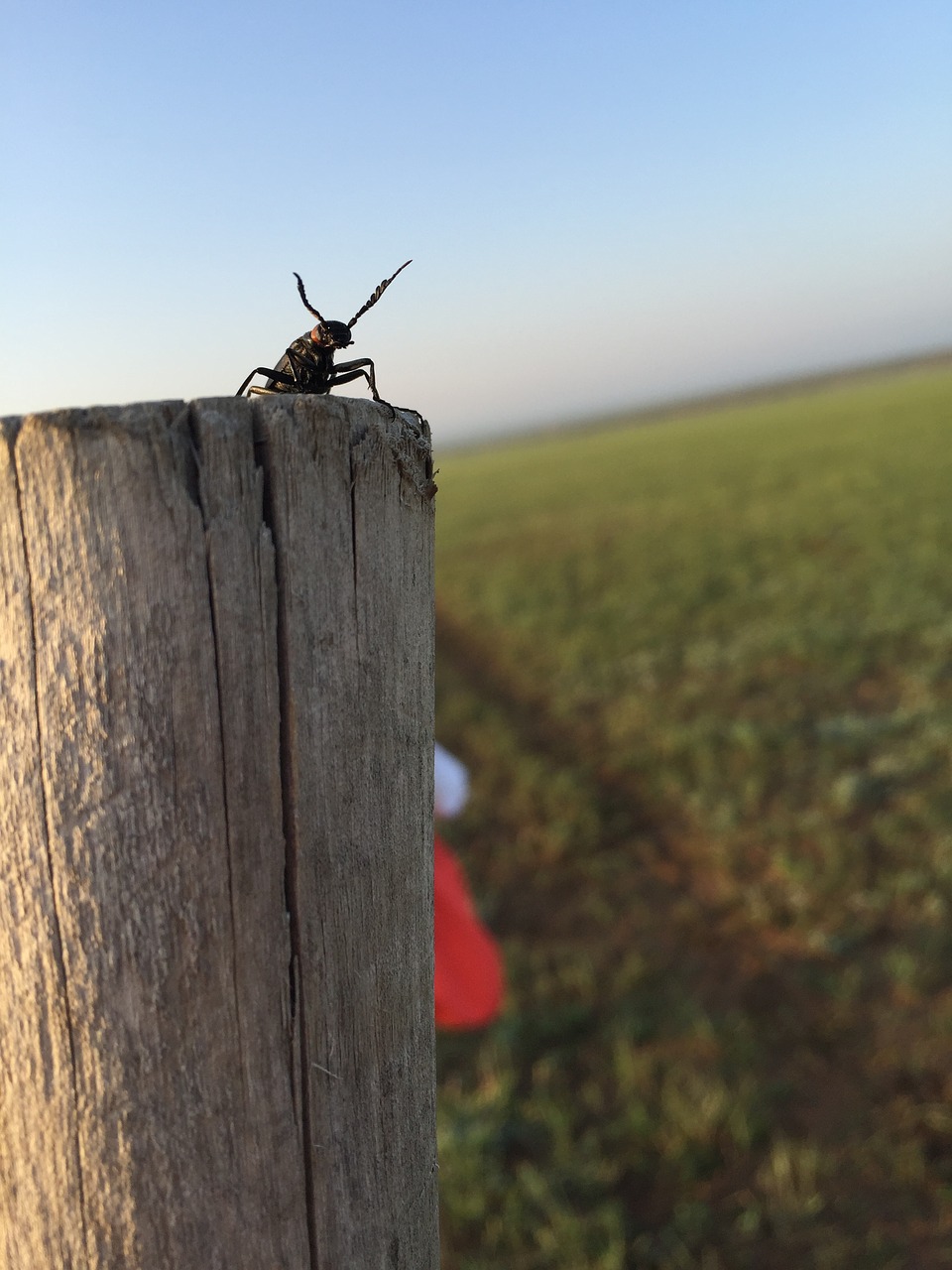 bug prairie lll free photo