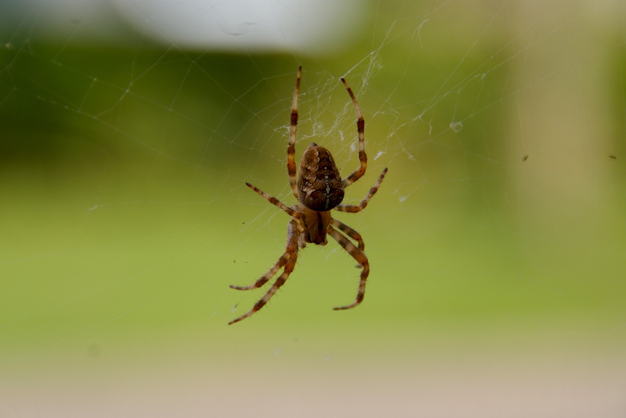 bug spin web free photo