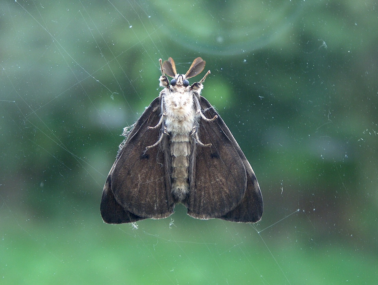 bug moth glass free photo