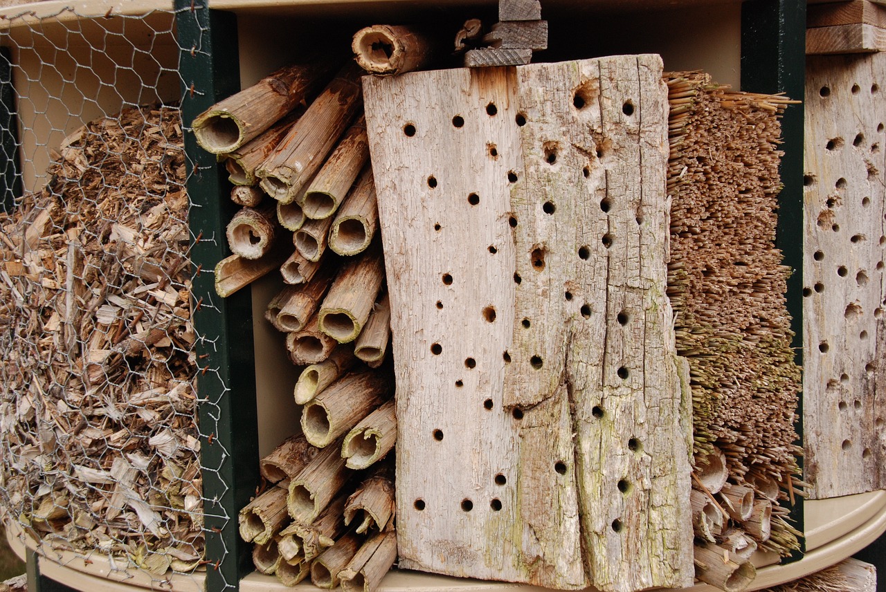 bug insects hotel hotel free photo