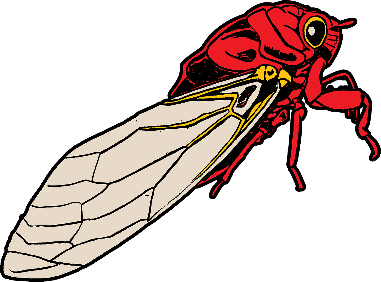 bug cicada insect free photo