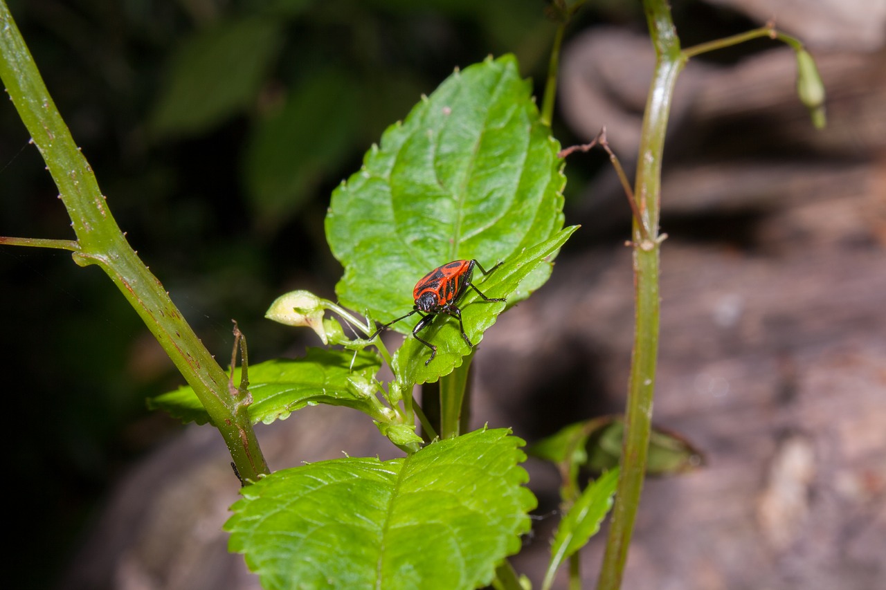 bug insect nature free photo