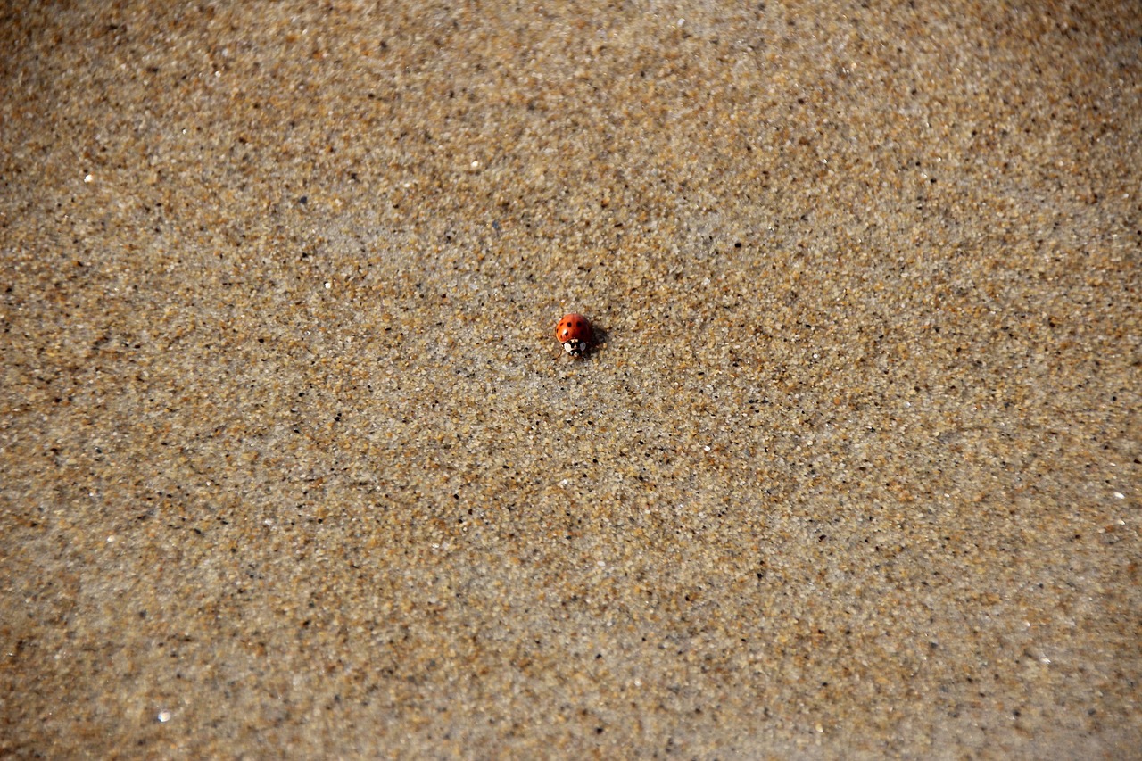 lady bug beach bug free photo