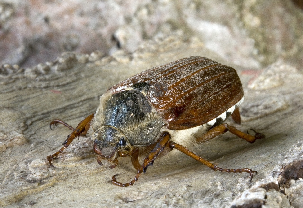 bug insect macro free photo