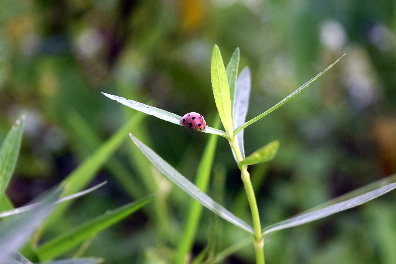 bug grass nature free photo