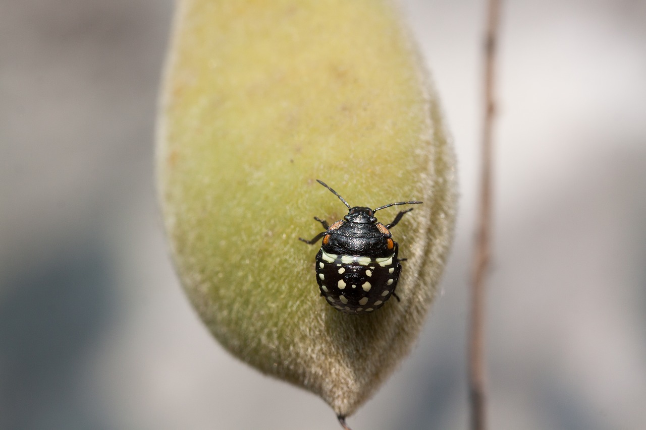 bug leaf bug insect free photo