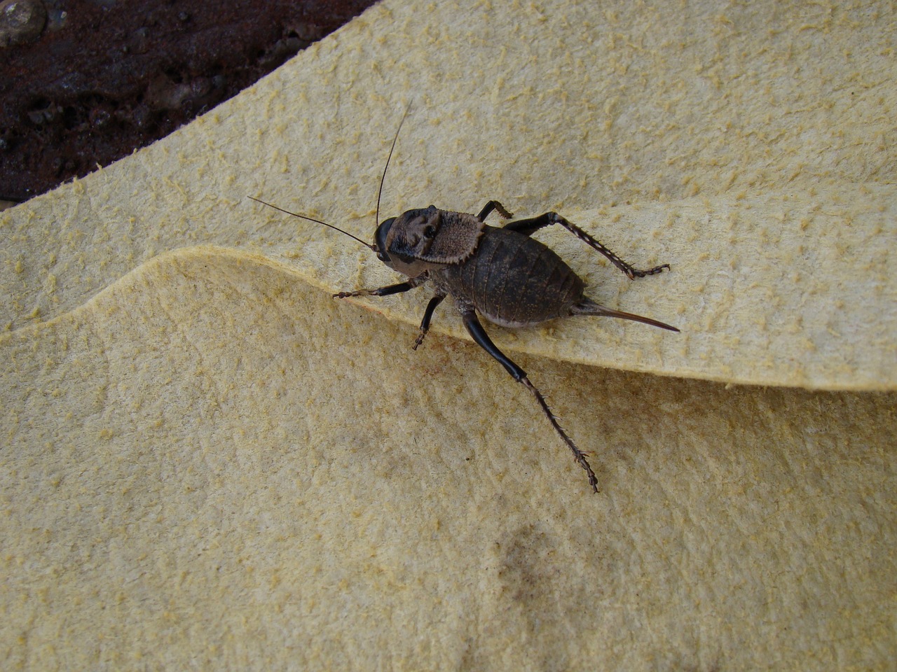 bug herbal graphosoma free photo