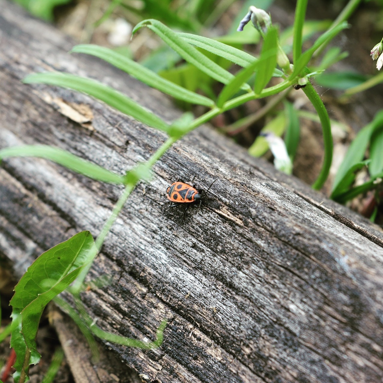 bug garden insect free photo