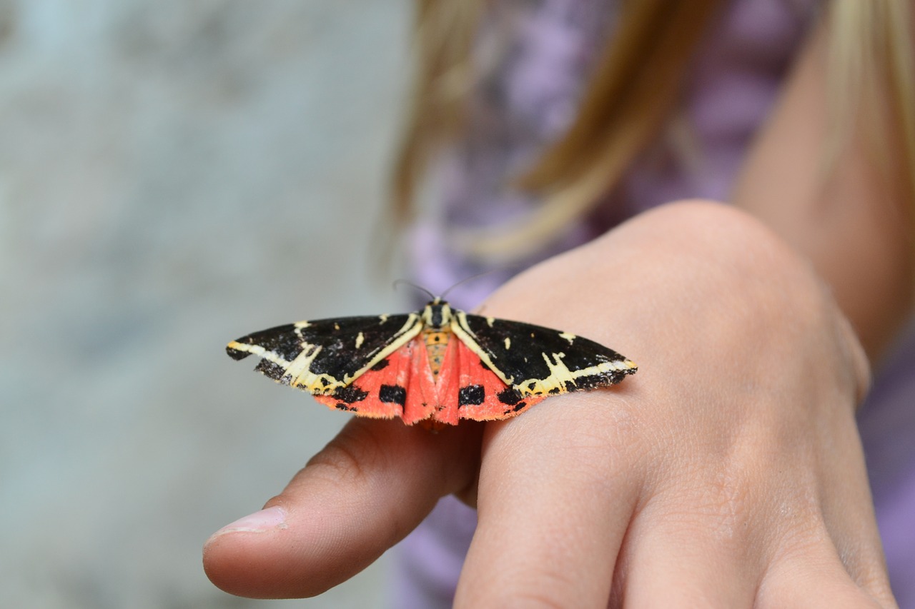 bug butterfly child hand free photo
