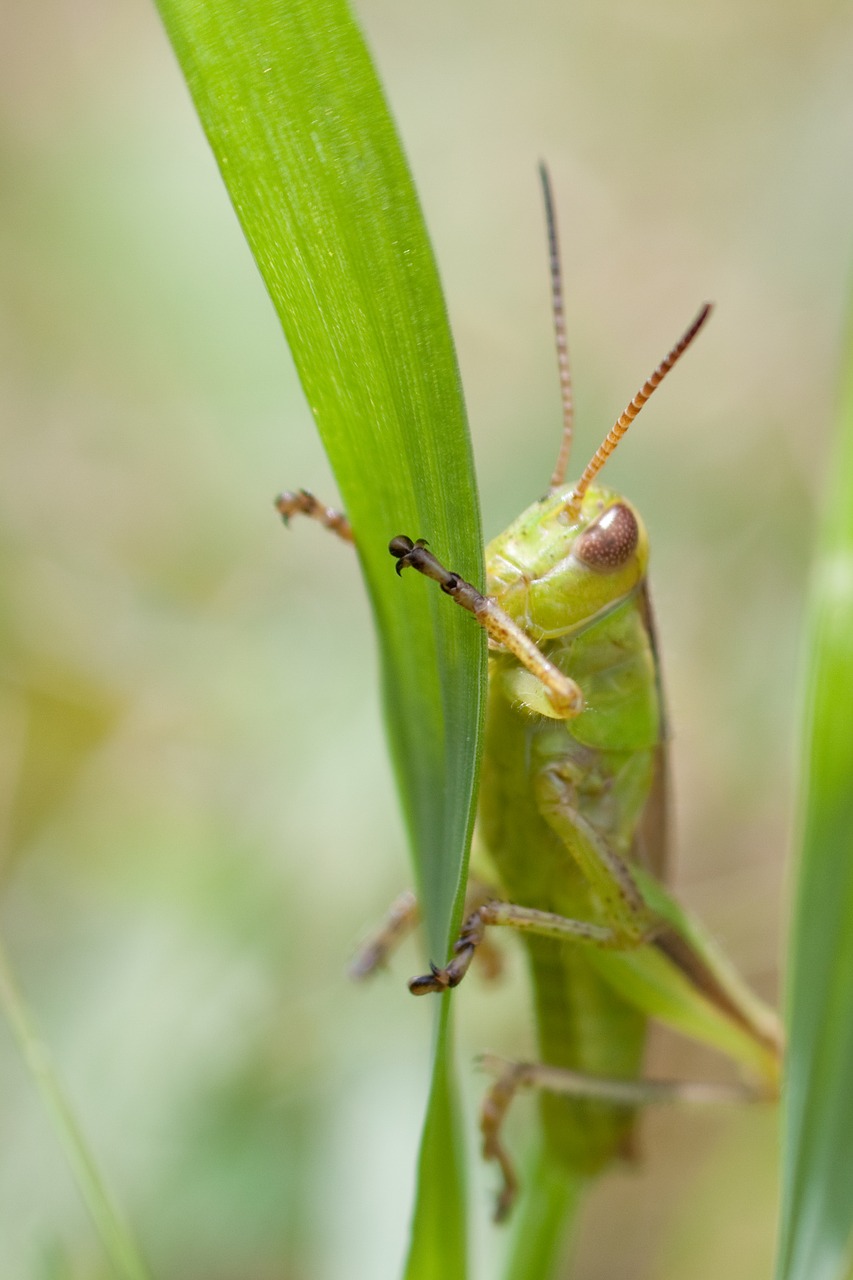 bug grasshopper nature free photo