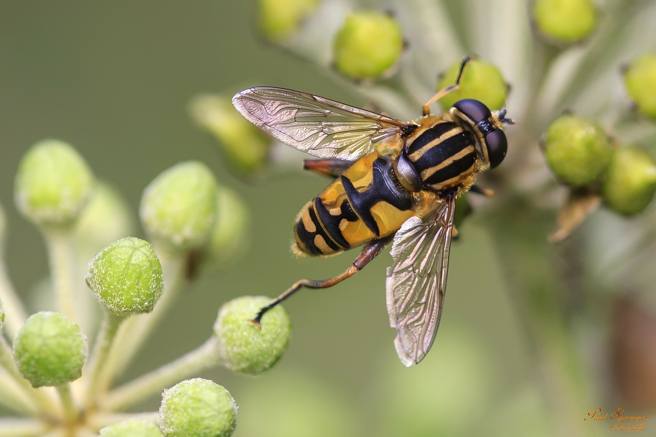 bug bee macro free photo