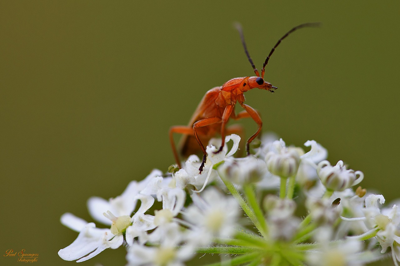 bug macro insects free photo