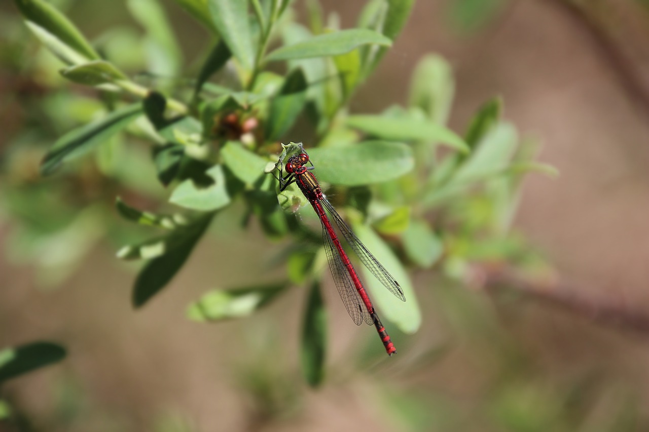 bug fly red free photo