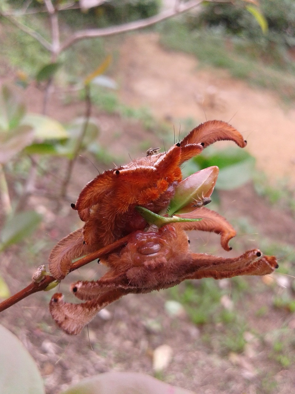 bug biology nature free photo