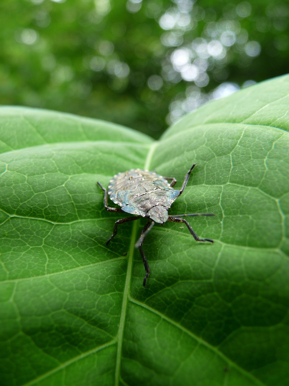 bug leaf nature free photo