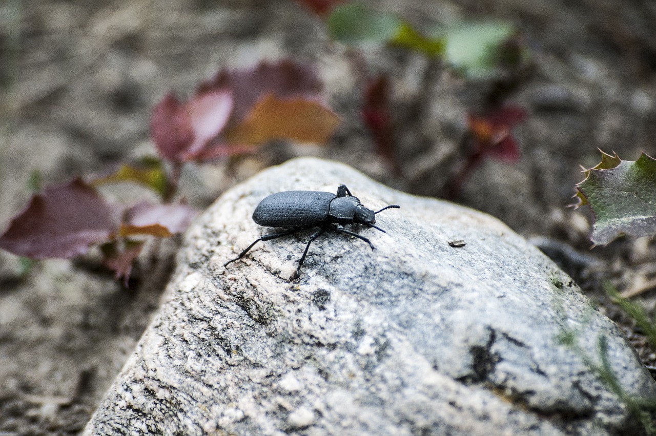 bug beetle rock free photo