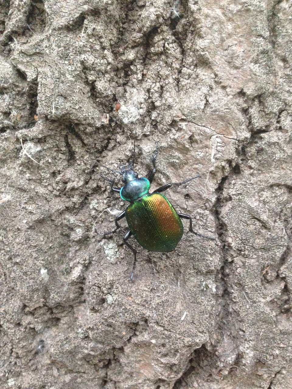 bug escarabajo insecto free photo