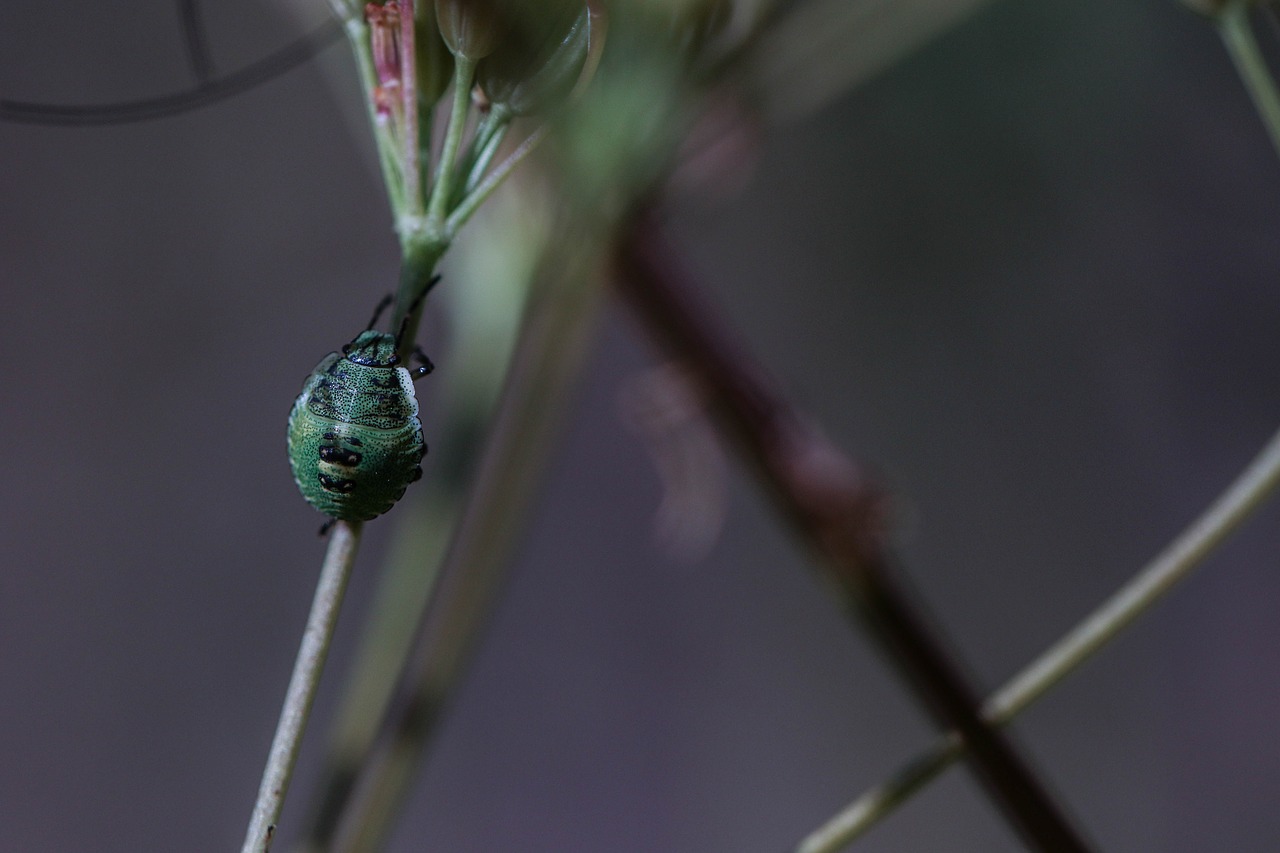 bug plant insect free photo