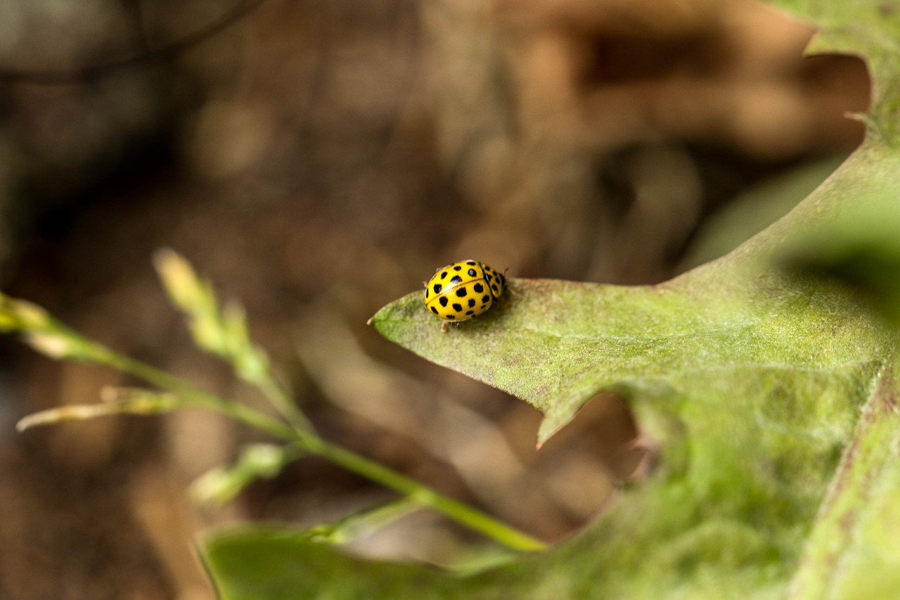 bug insect leaf free photo