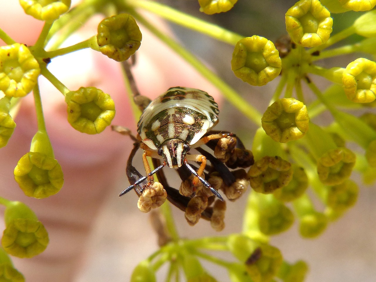 bug flower detail free photo