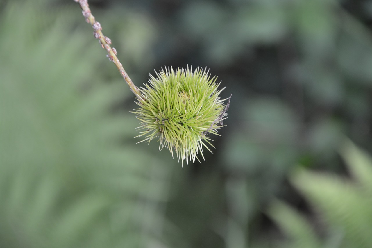 bug chestnut shell thorny free photo