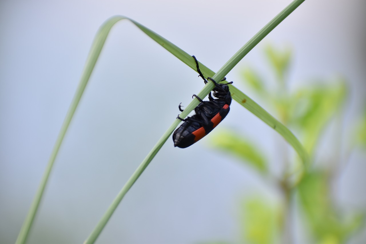 bug beetle cleroidea free photo