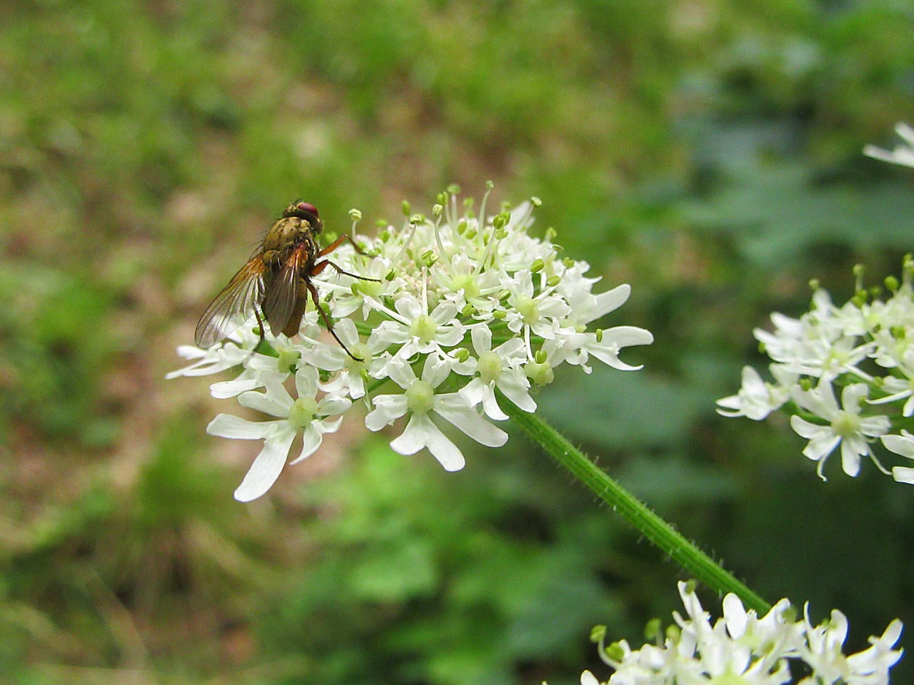 bug flower white flower free photo