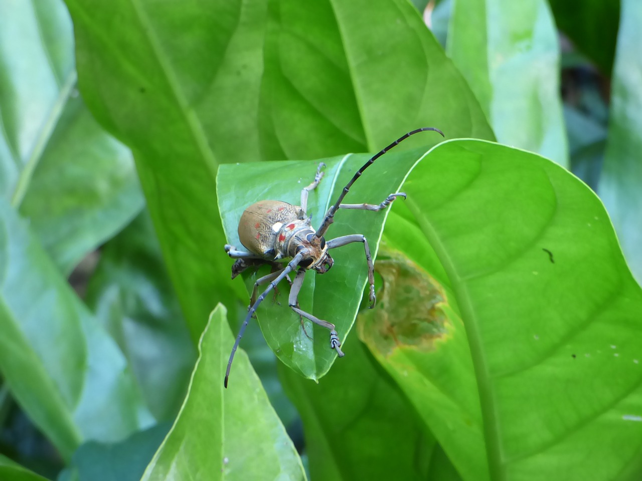 bug tropical bug forest free photo