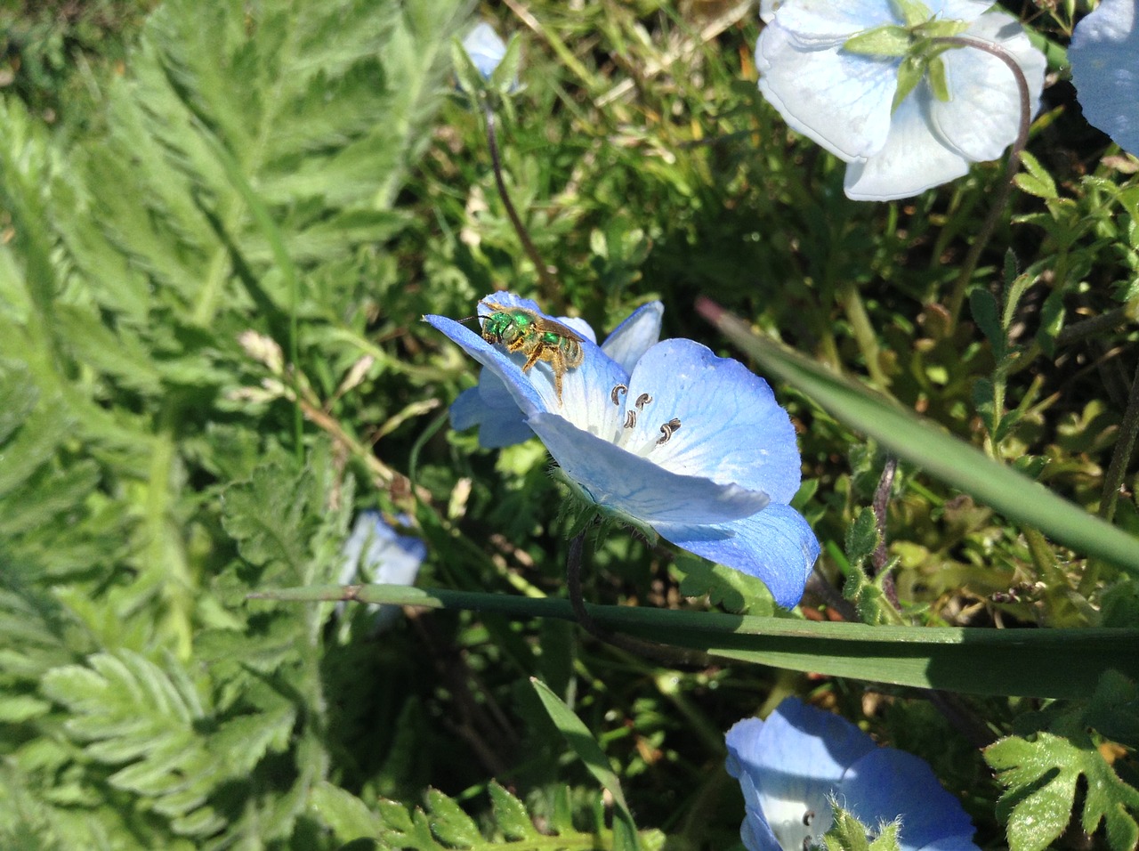 bug flower insect free photo