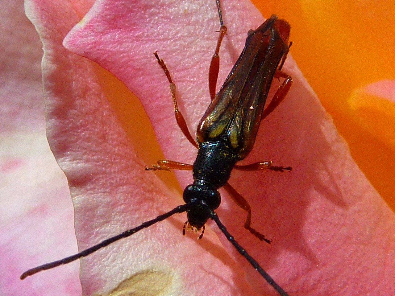 bug insect flower free photo